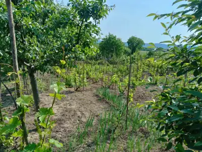 Vânzare, casă, 80 m², teren 3E+1 ari, Ungheni